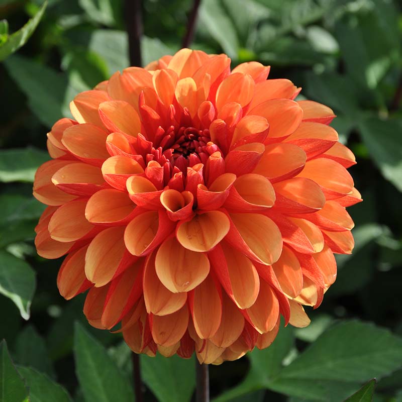 13371-Dahlia-American-Sunset Dahlia American Sunset®