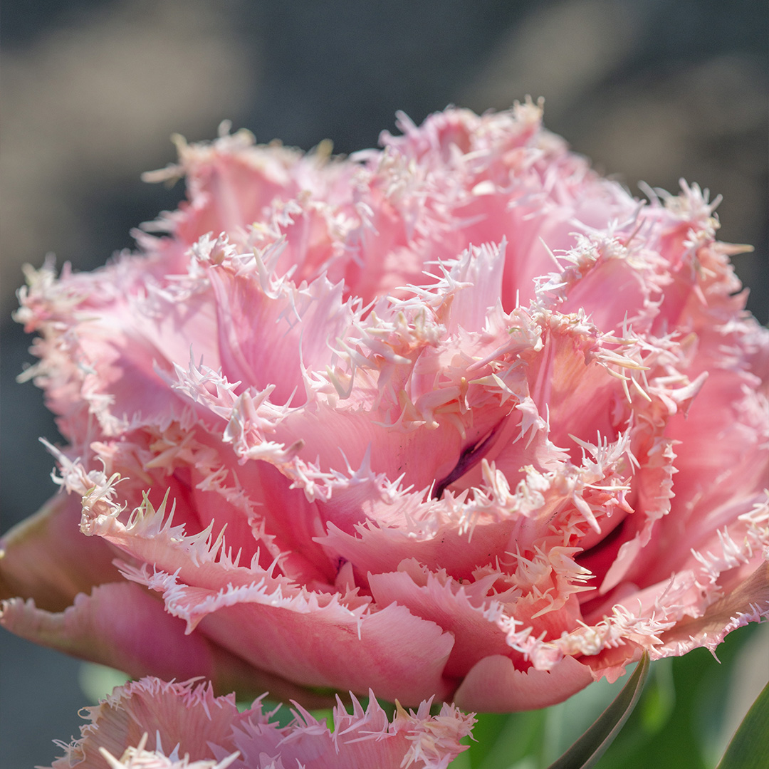 Tulip Pink Magic