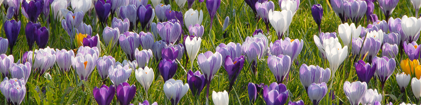 How to plant crocuses?