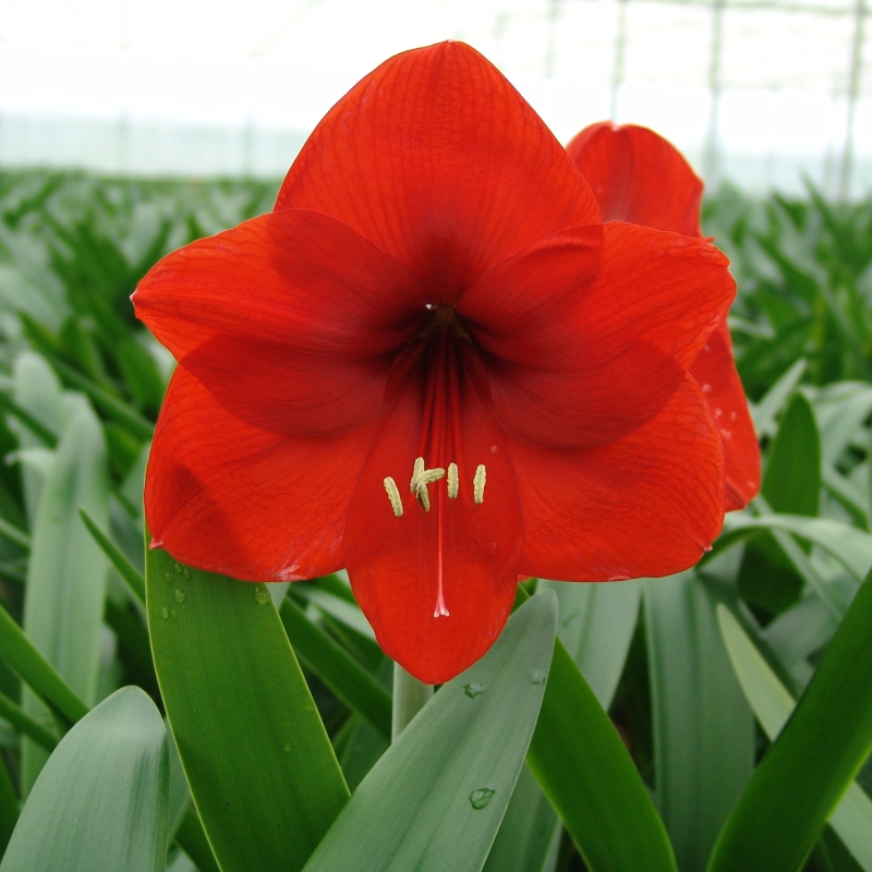 red_lion1_1 Amaryllis Red Lion