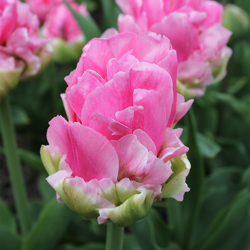 2645-Tulipa-Double-Arosa-R Tulip Double Arosa®