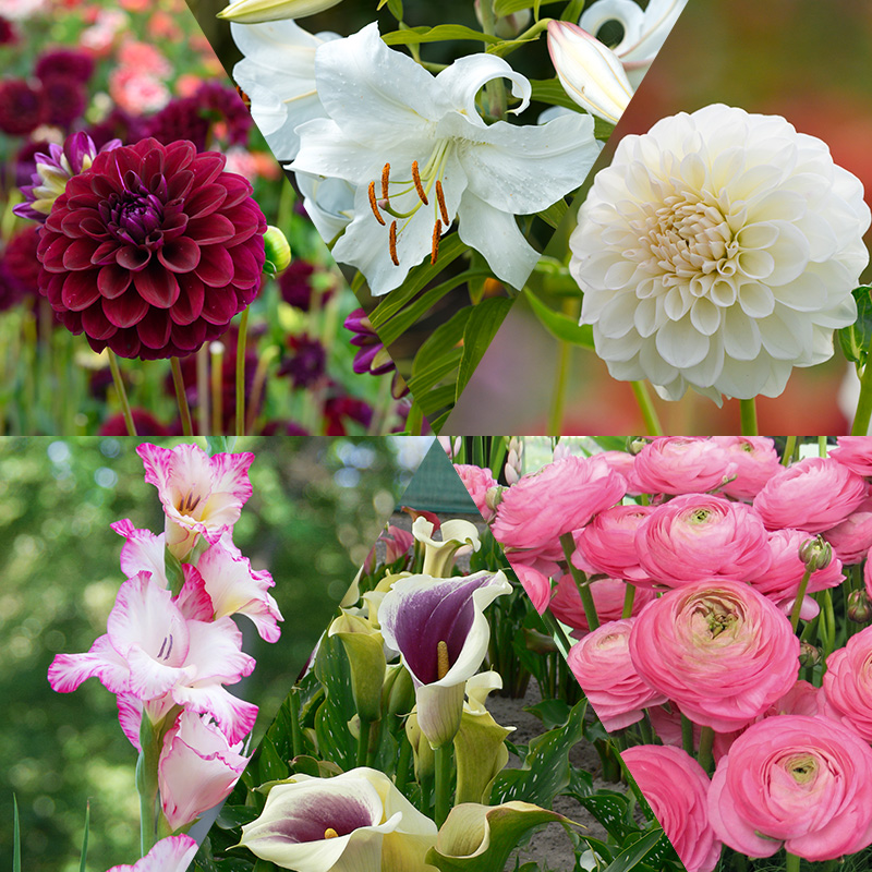 4402020-Snijbloembollen-mix-Summer-Bouquet Cut Flower Collection „Summer Bouquet“