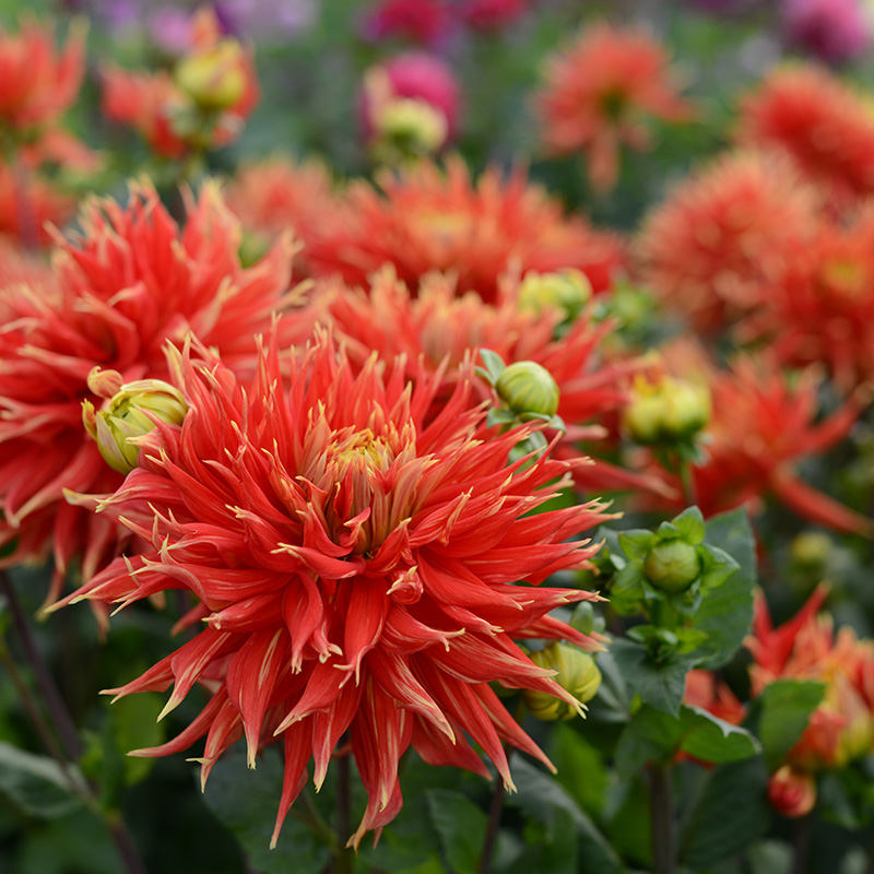 10291-Dahlia-Show-N-Tell-02