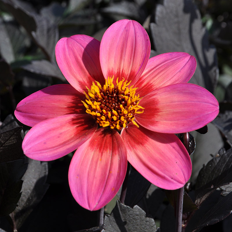 Dahlia Dahlegria Tricolore® 