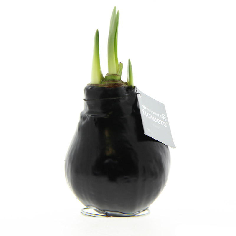 Wax Amaryllis Black