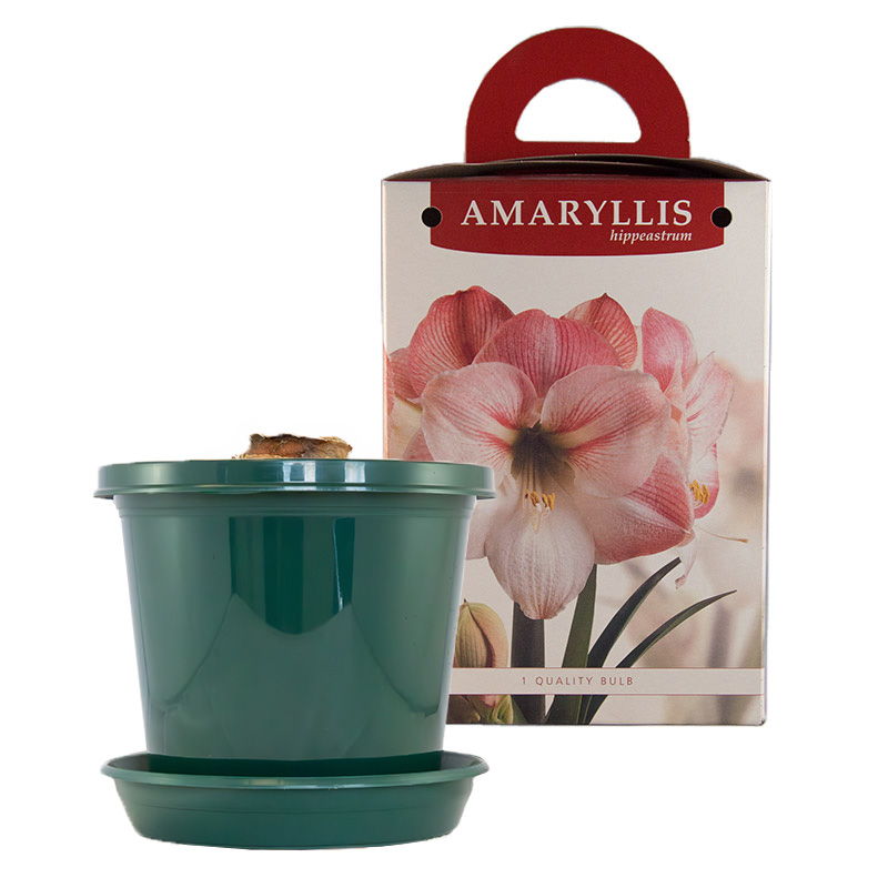 Amaryllis Apple Blossom in pot and in gift box