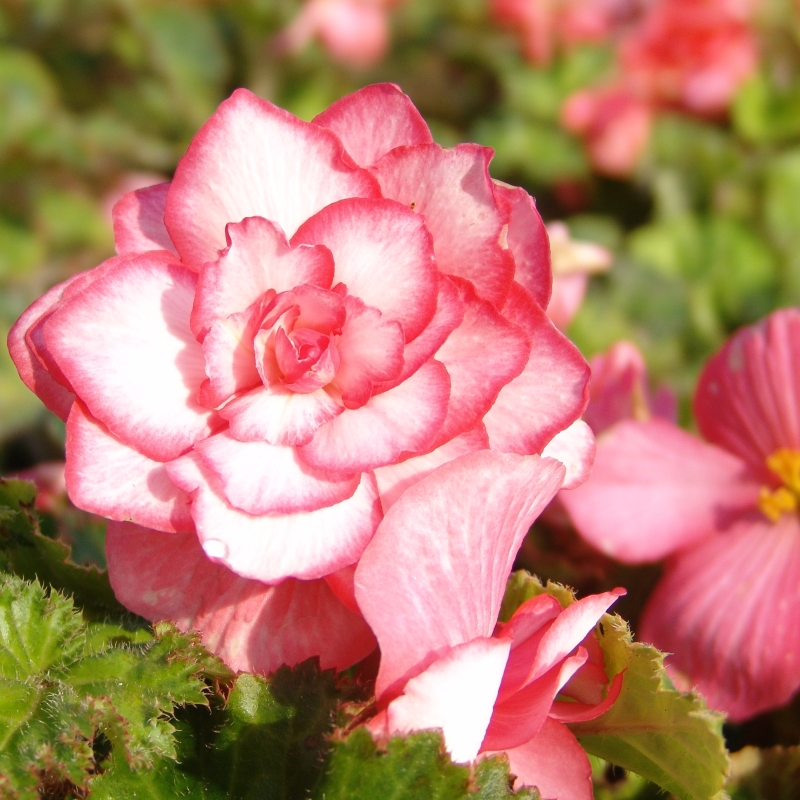 30090 Begonia Bouton de Rose