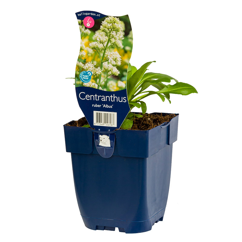 61001565-Centranthus-ruber-Albus-pot