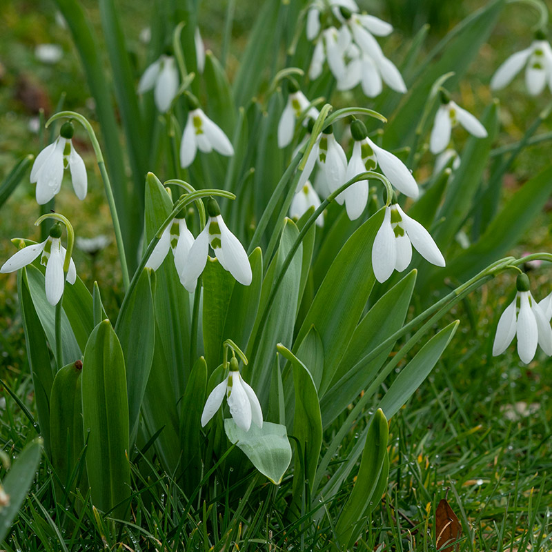 6002-Galanthus-elwesii XL-Pack snowdrop - Galanthus