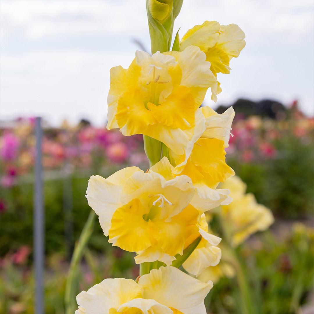 Gladiolus Buggy