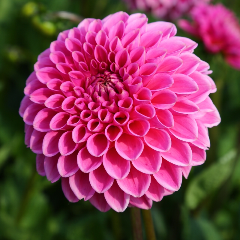 10090-Dahlia-Sandra