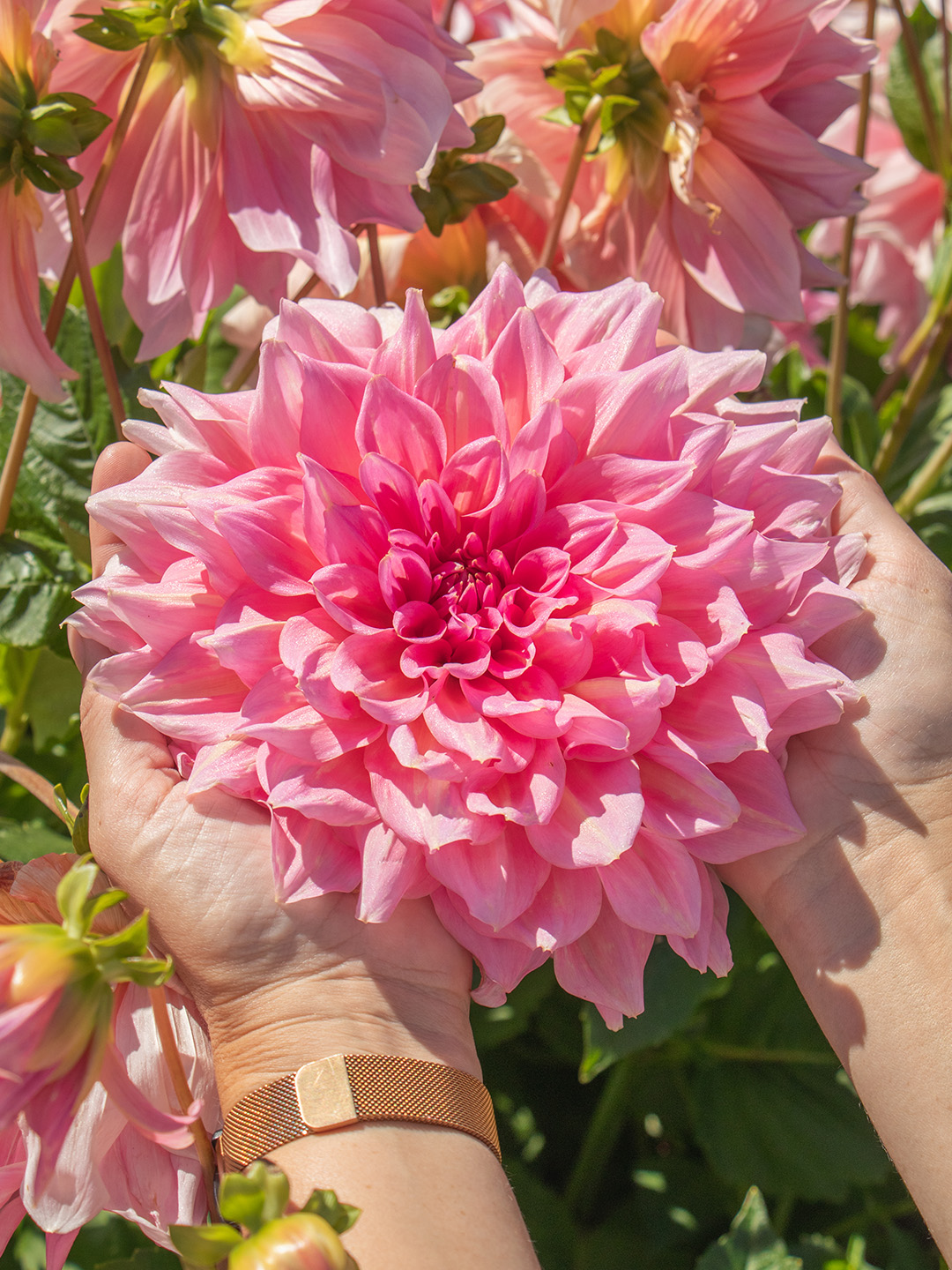 Dahlia-Otto-s-Thrill-03