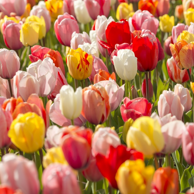 Tulip Darwin Hybrid Mix