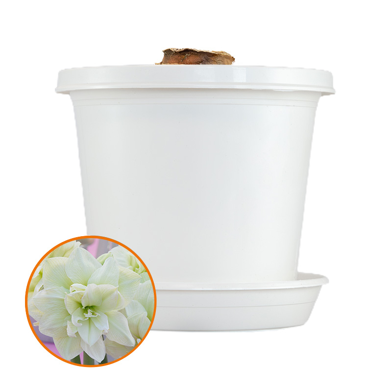 Amaryllis Marilyn® in pot and in gift box