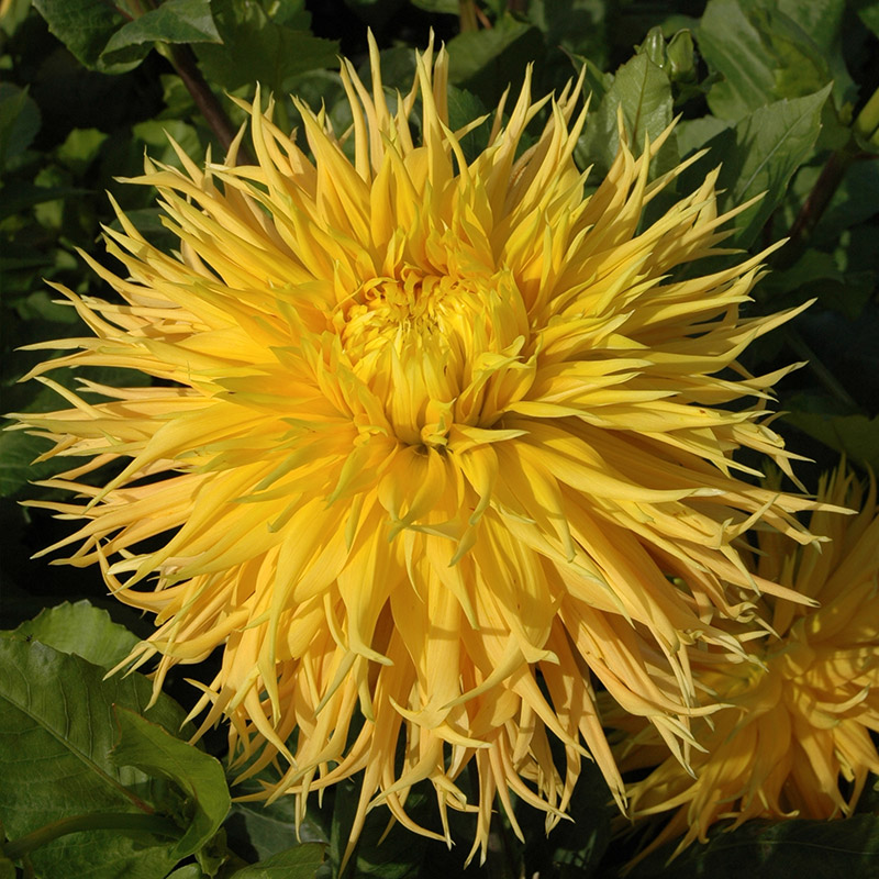 13014-Dahlia-Encore Dahlia Encore