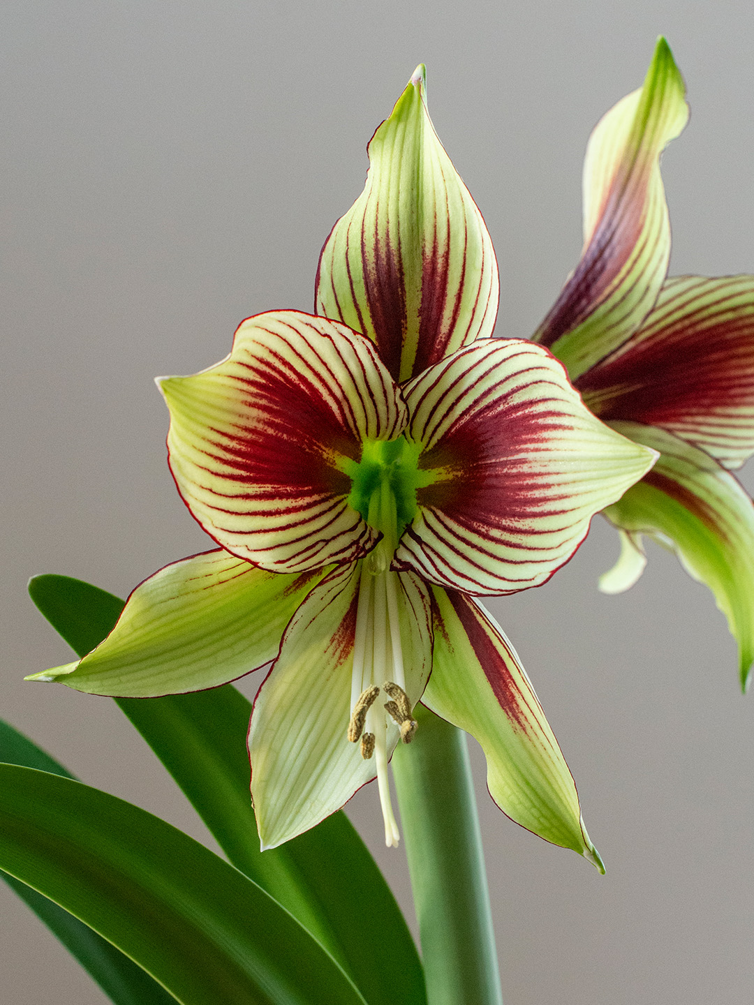 Amaryllis Papilio Amaryllis Papilio