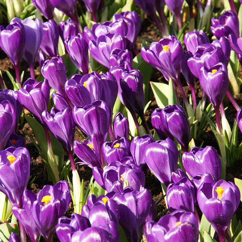 4016-Crocus-Flower-Record-02