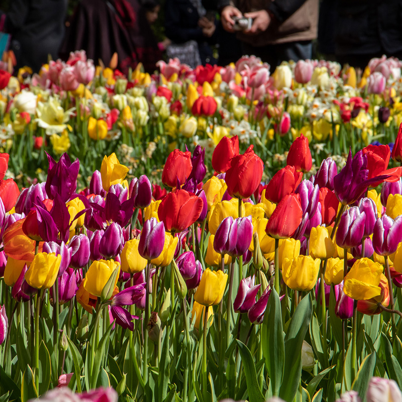 1045-Colourful-Spring-03