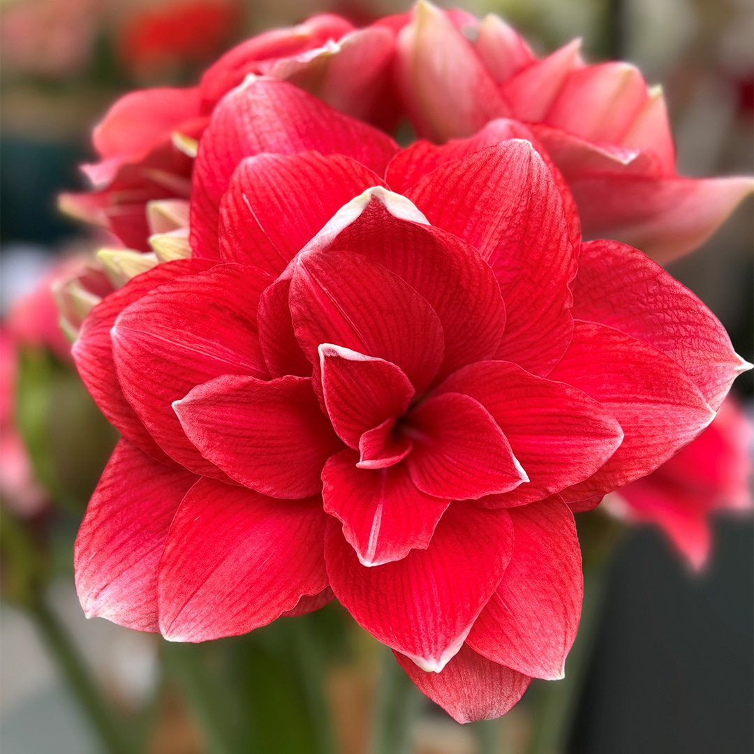 Amaryllis Double Dream