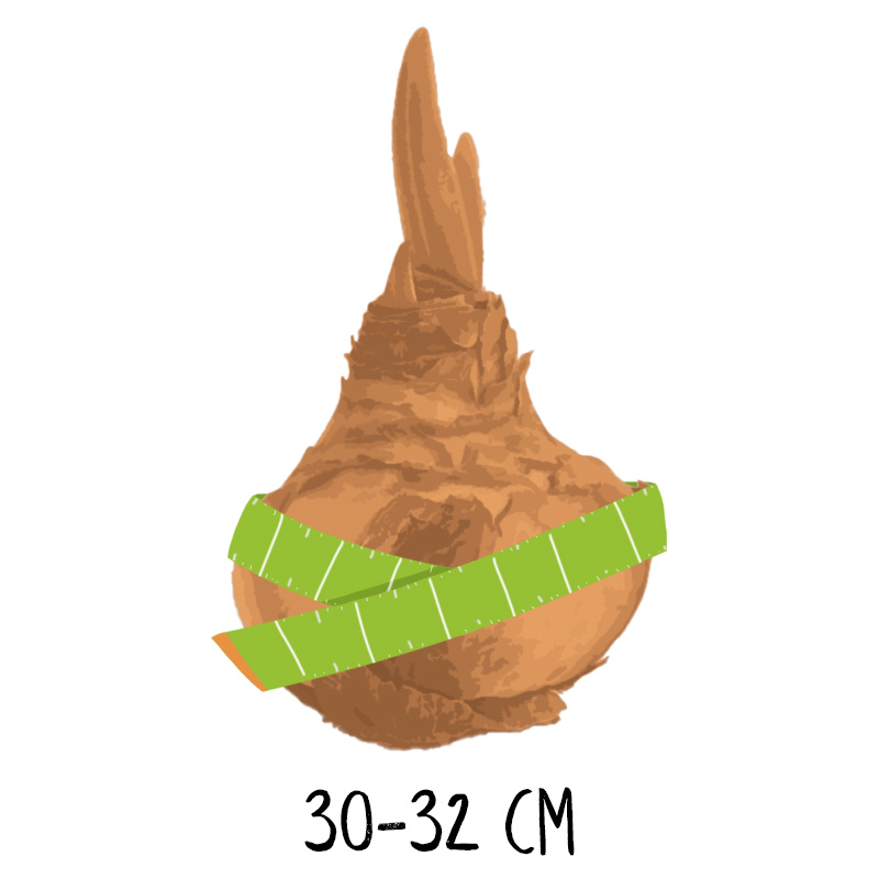 Bolmaat-30-32