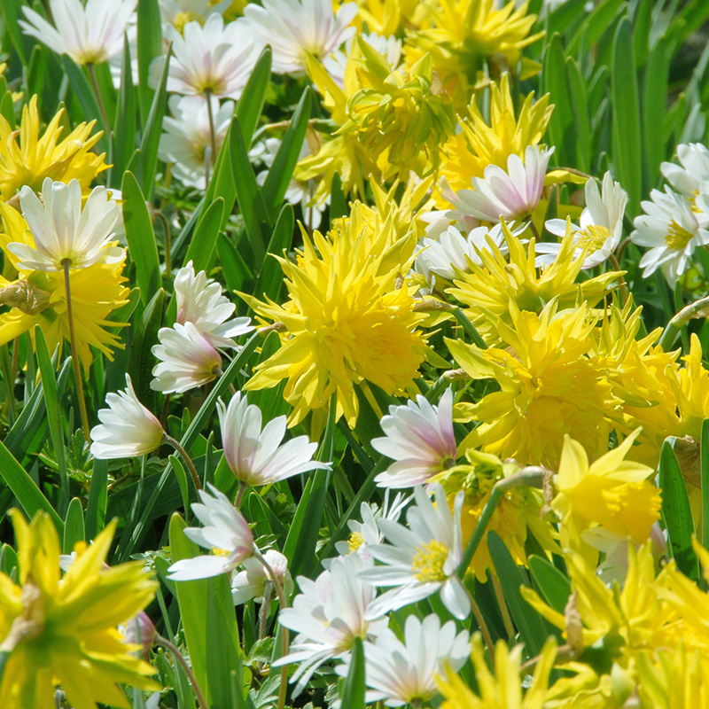 3022-Narcissus-Rip-van-Winkle-04