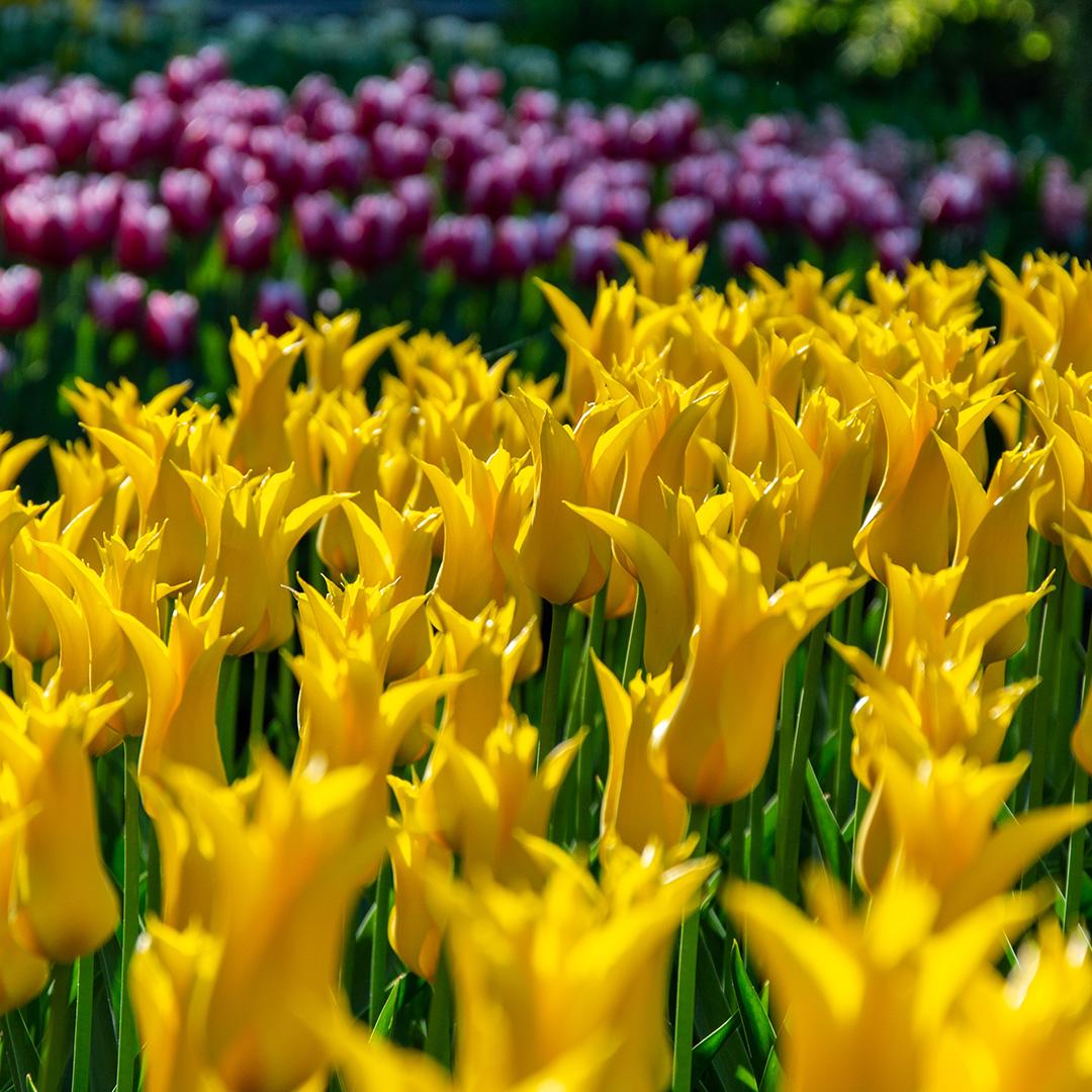 Tulip Flashback