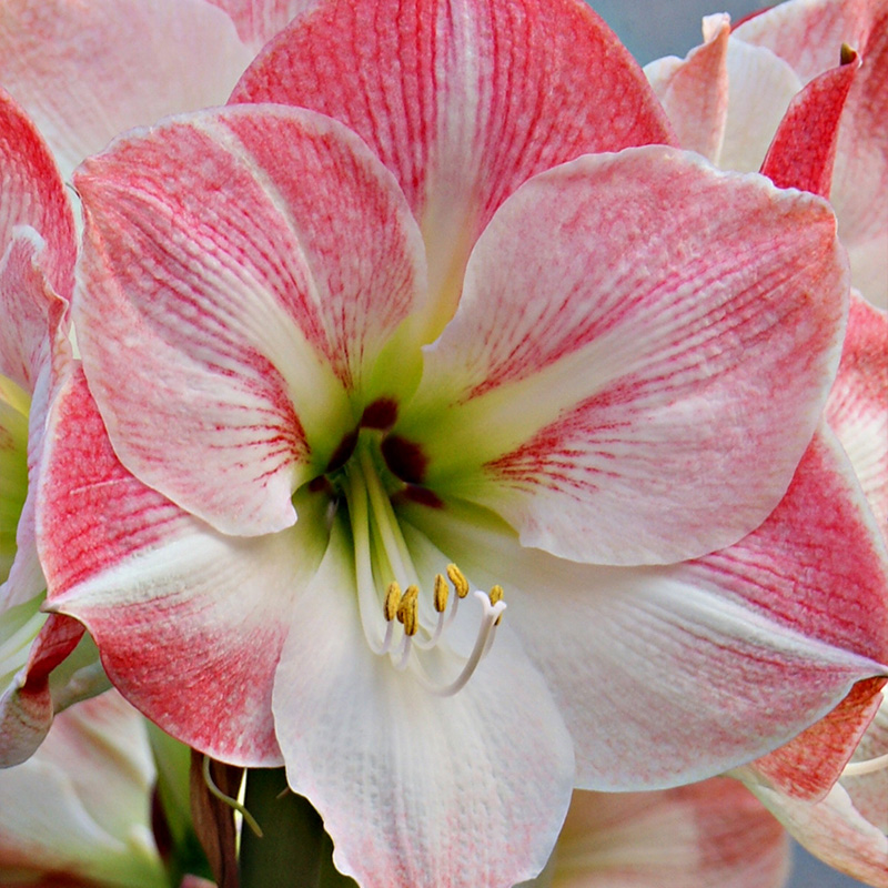 Amaryllis Cherry Blossom®