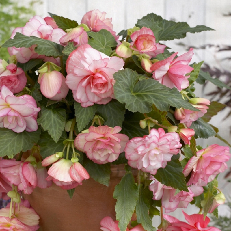 Begonia pendula pink
