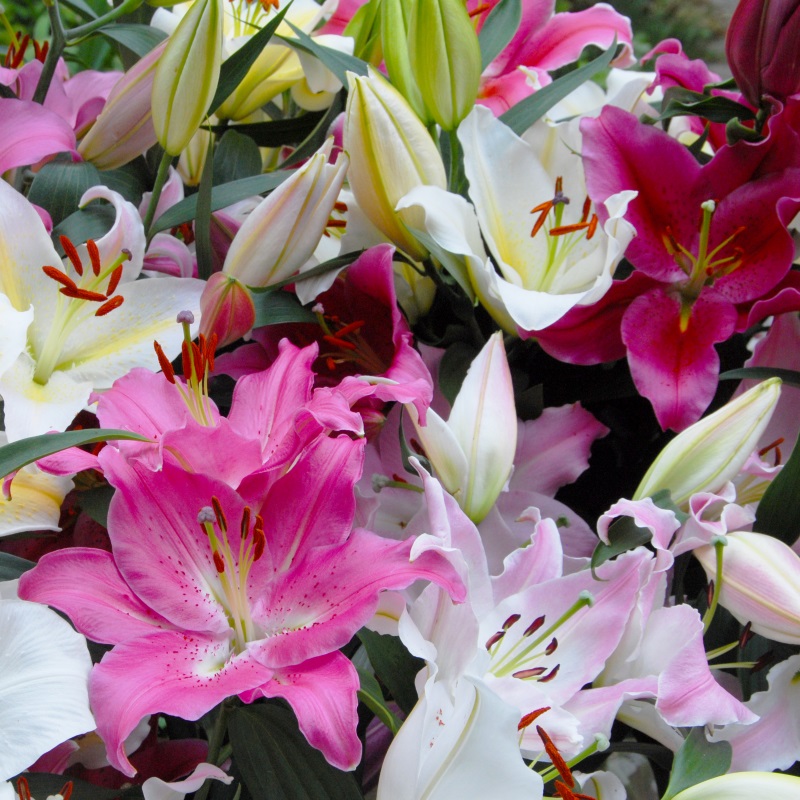 9055 Lilium Oriental Mix