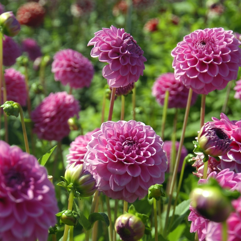 10030 Dahlia Boy Scout