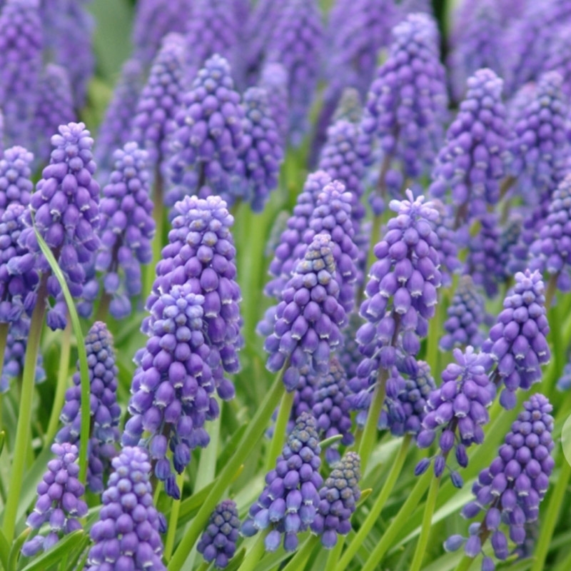 grootverpakking-muscari-armeniacum