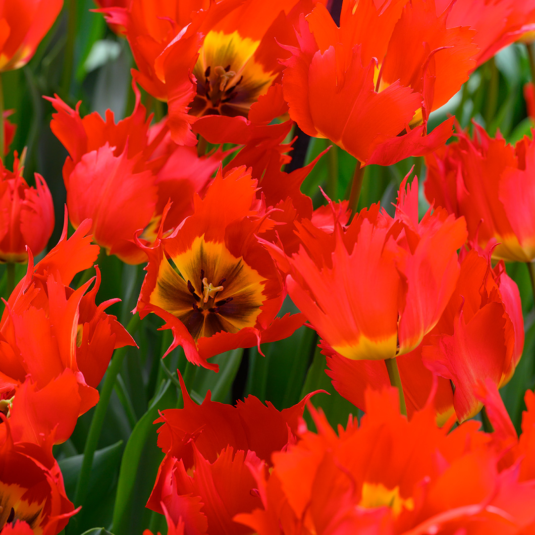 Tulip Robbedoes