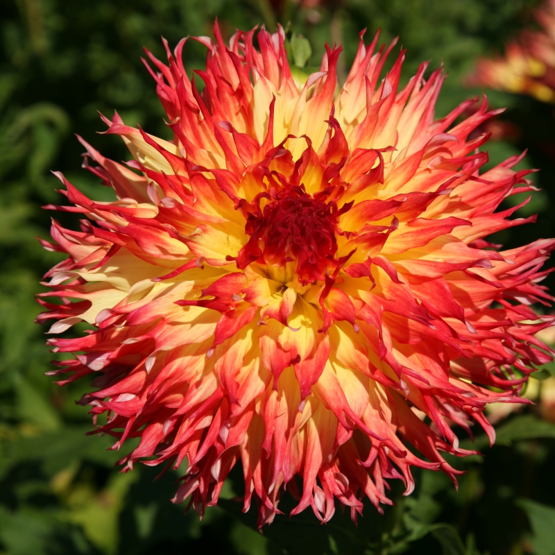 10390 Dahlia Pinelands Pam