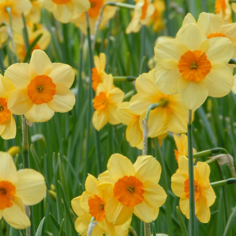 3077 Daffodil Kedron