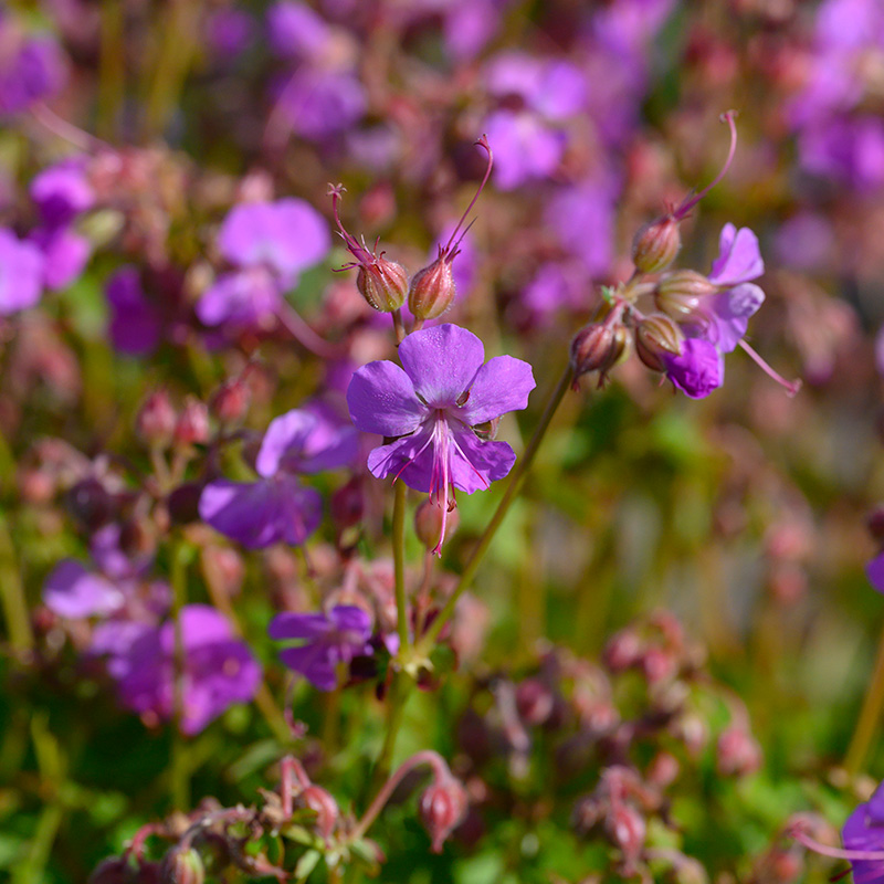 61001620-Geranium-cant-Cambridge-02