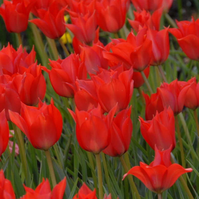 2320_1 Tulip Linifolia