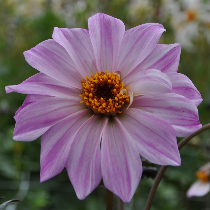 Dahlia Bishop of Leicester