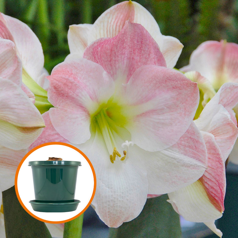 Amaryllis Apple Blossom in pot and in gift box