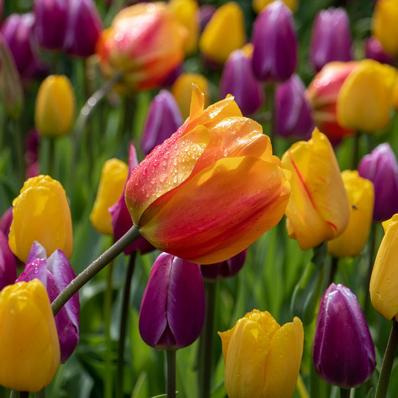 1045-Colourful-Spring-02