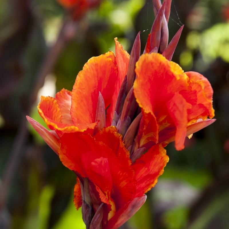 86420 Canna Roi Humbert