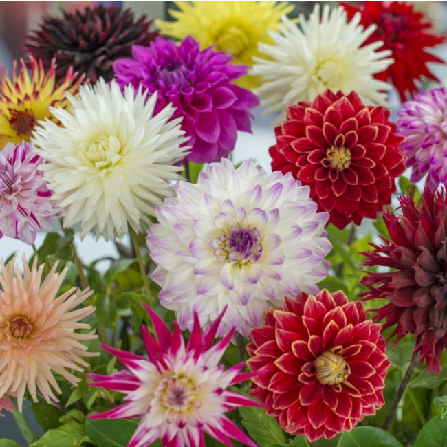 Cactus-Deco-Dahlia-mix Cactus and Deco Dahlia Mix