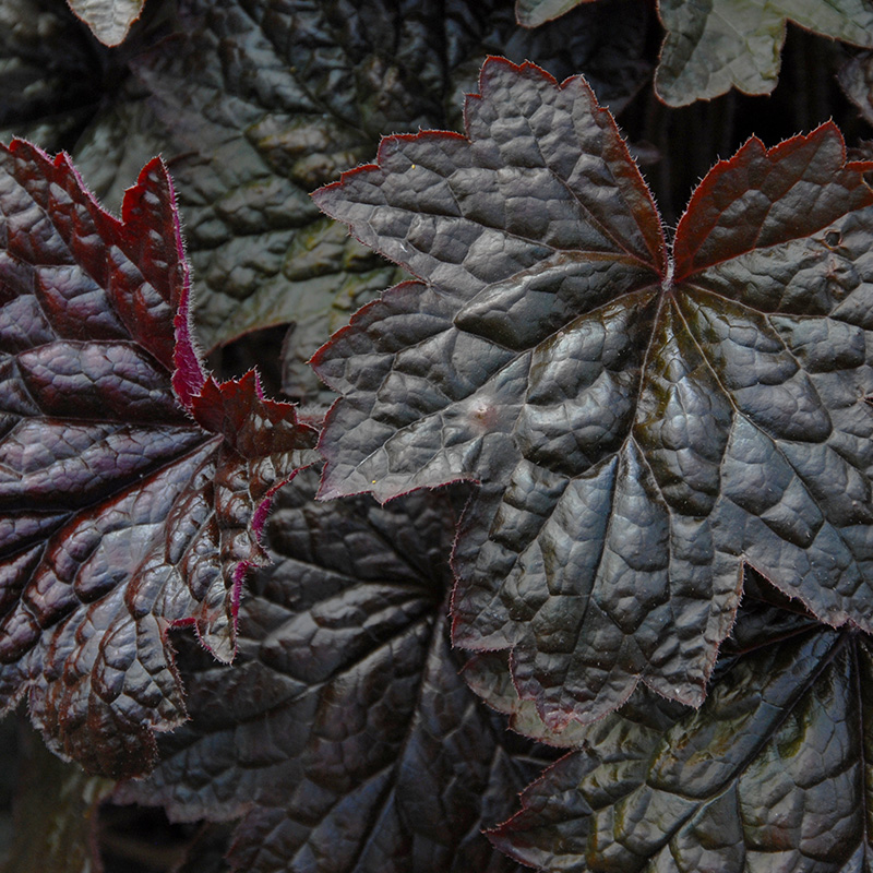6101210-Heuchera-micr-Palace-Purple-02