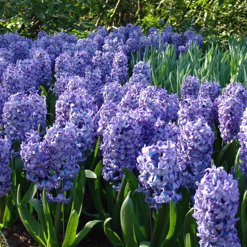 8065 Hyacinth Delft Blue