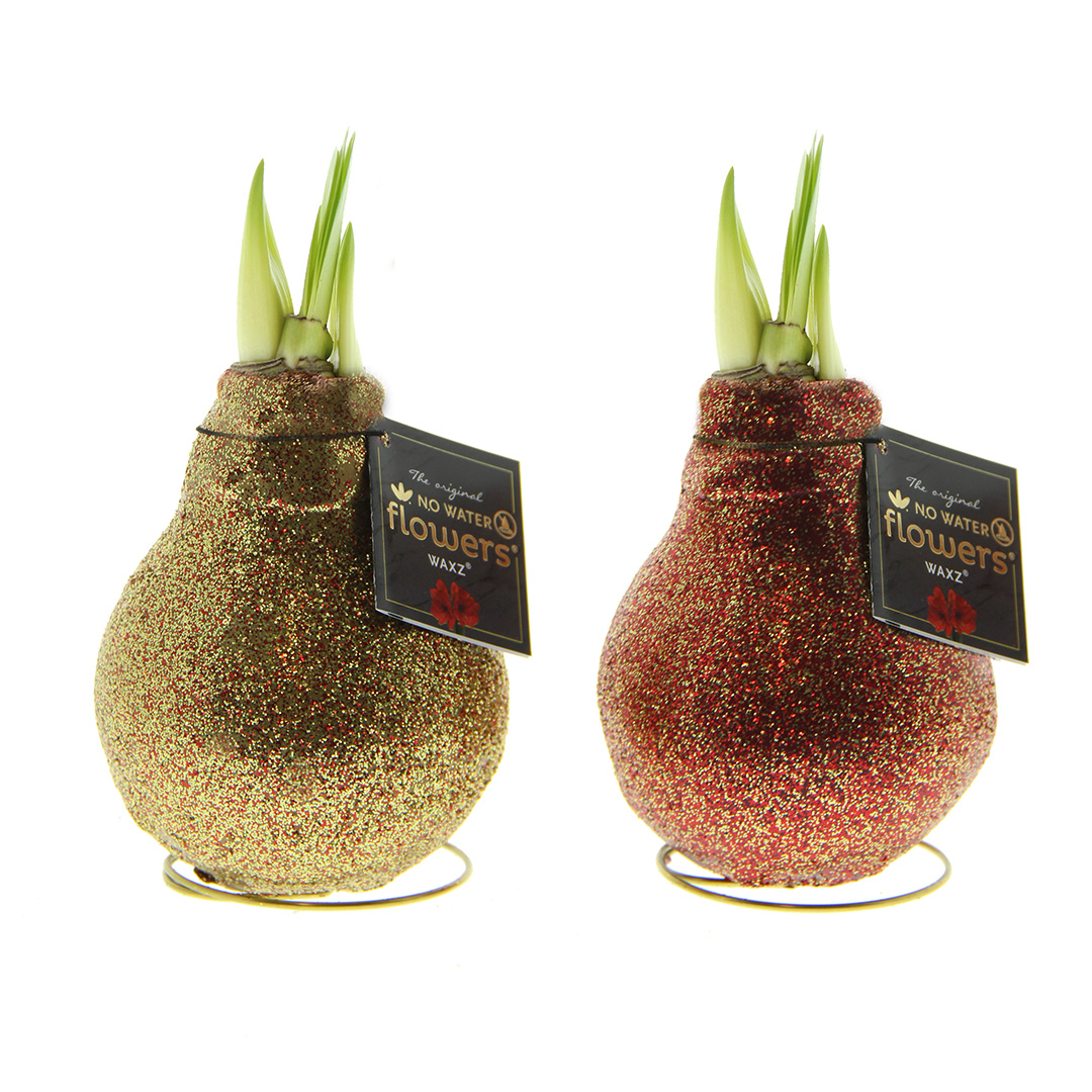 Wax Amaryllis Double Sparkle Mix à 2 in a tube
