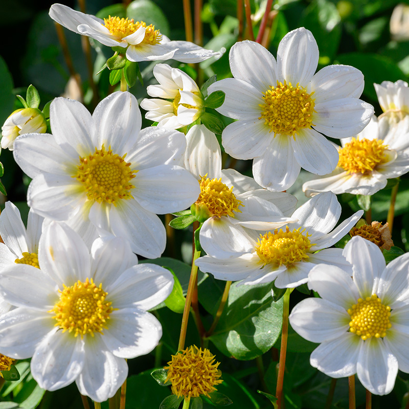 Dahlia Topmix Bambino (white)