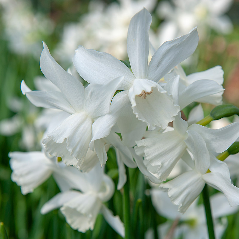 XL-Pack Daffodil Thalia