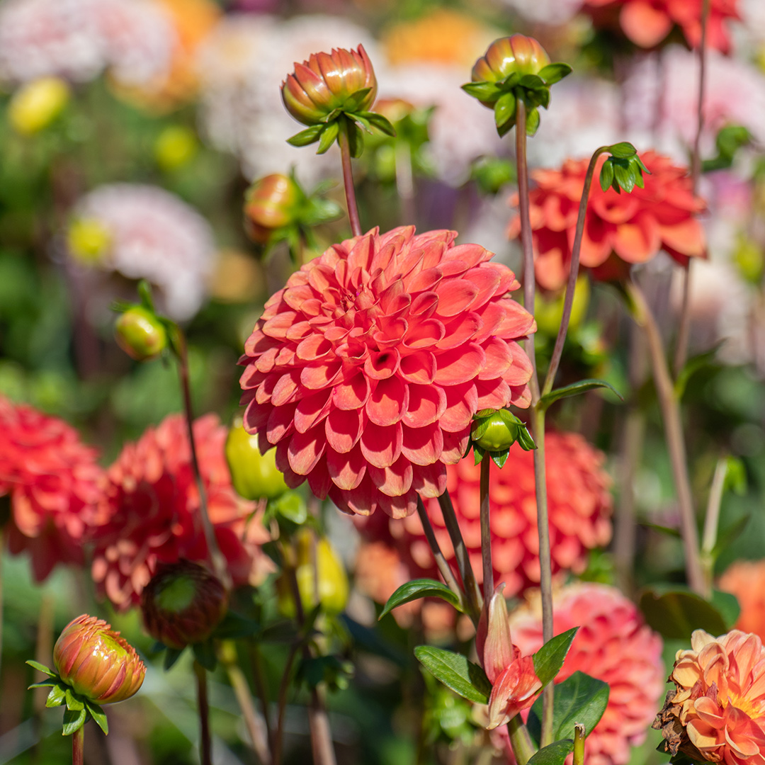 Dahlia Zundert Mystery Fox