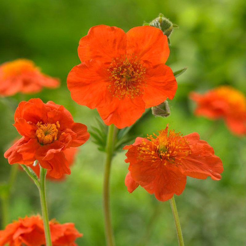 61001630-Geum-occ-Borisii