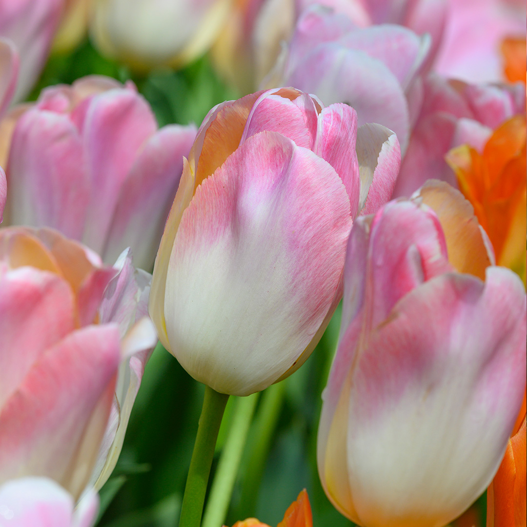 Tulip Kunyun