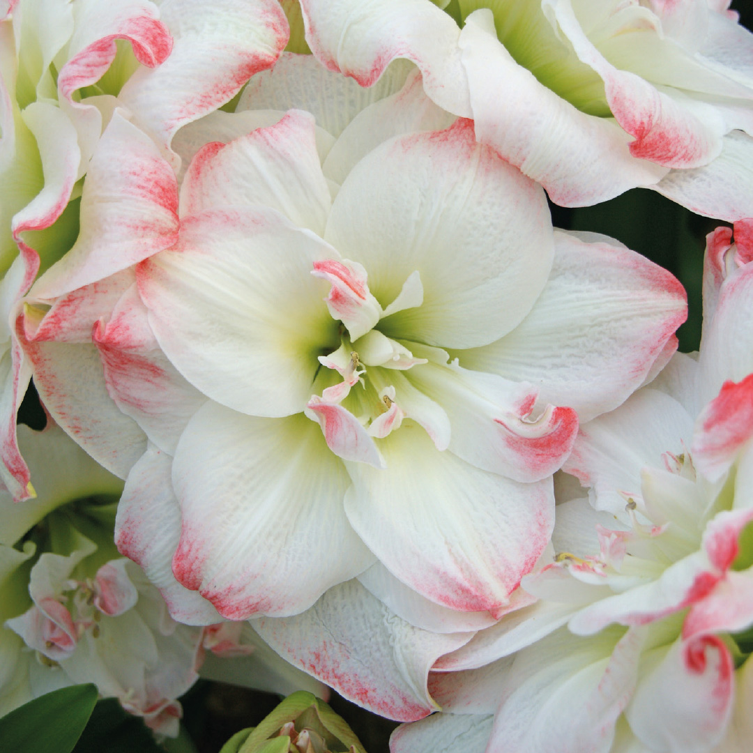 Amaryllis Amadeus  Candy®